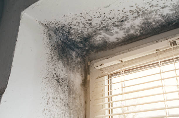 Affordable Mold Cleanup solutions in Lexington, VA